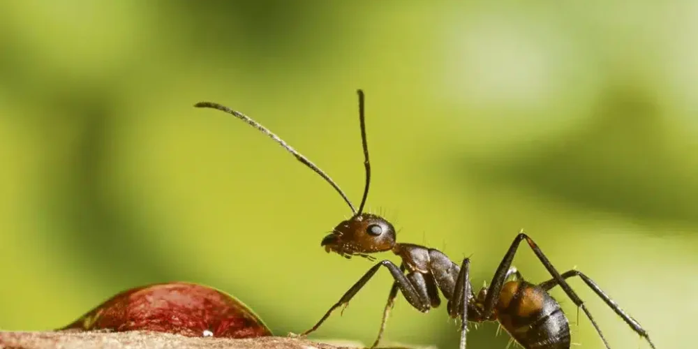 Protéger votre propriété contre les dommages causés par les fourmis charpentières