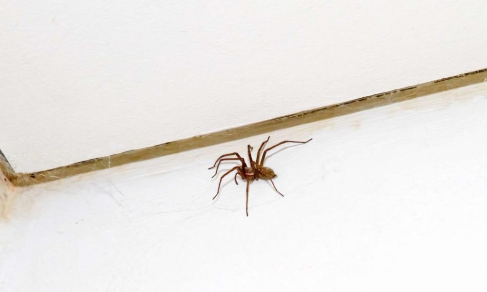 Qu’est-ce qui attire les araignées  dans la maison ?