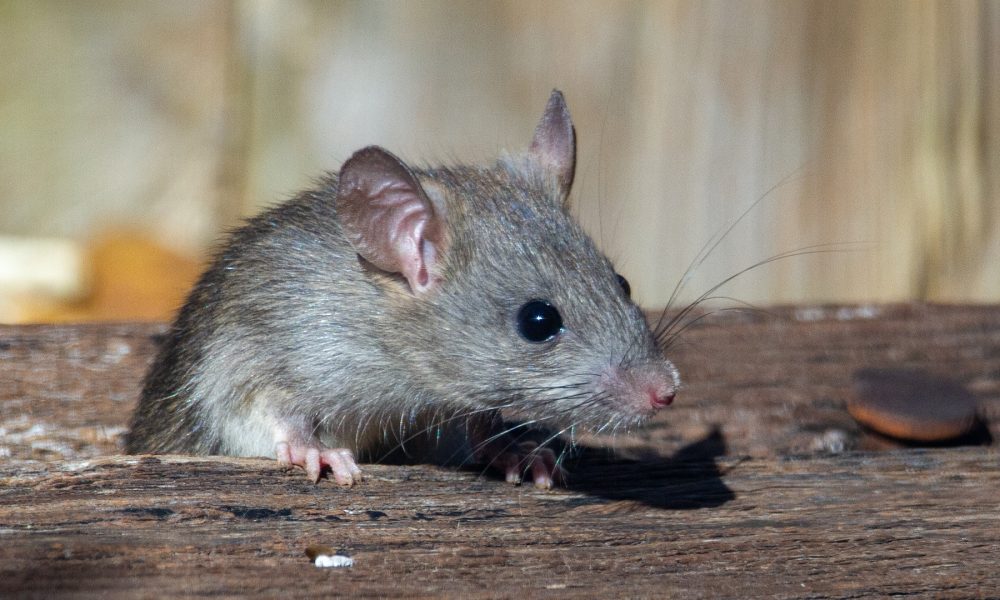 Les inspections de bâtiments et les problèmes d’infestation: ce que les acheteurs et les vendeurs doivent savoir