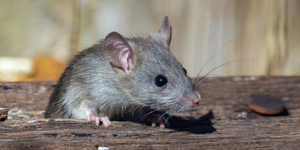 Les inspections de bâtiments et les problèmes d’infestation: ce que les acheteurs et les vendeurs doivent savoir